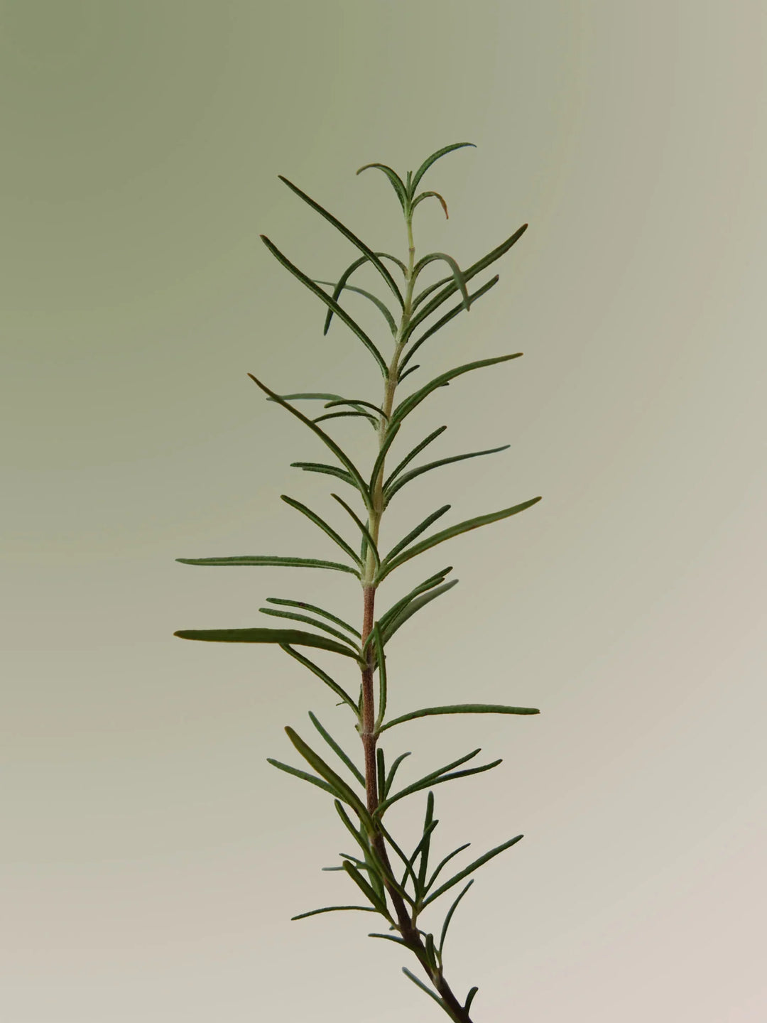 Rosemary Scalp Scrub 165g