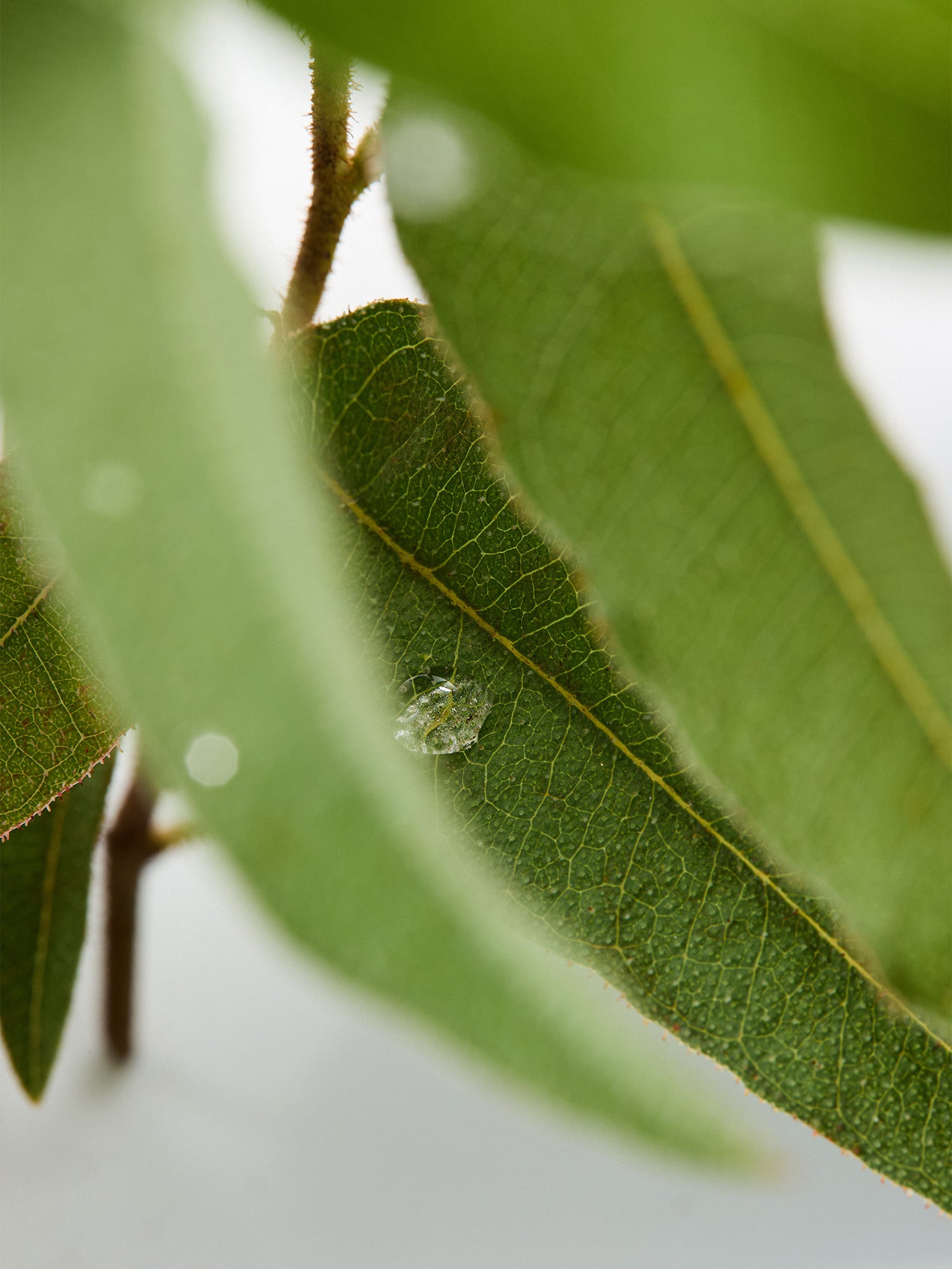 Eucalyptus Body Lotion Refill 500ml