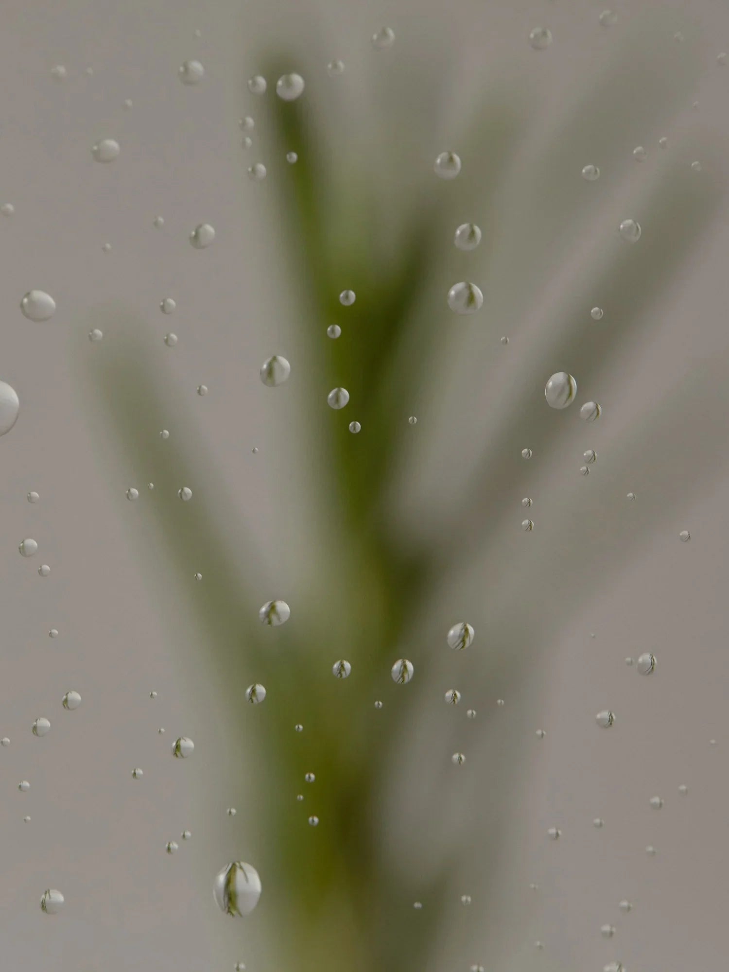 Rosemary Refresh & Volume Set